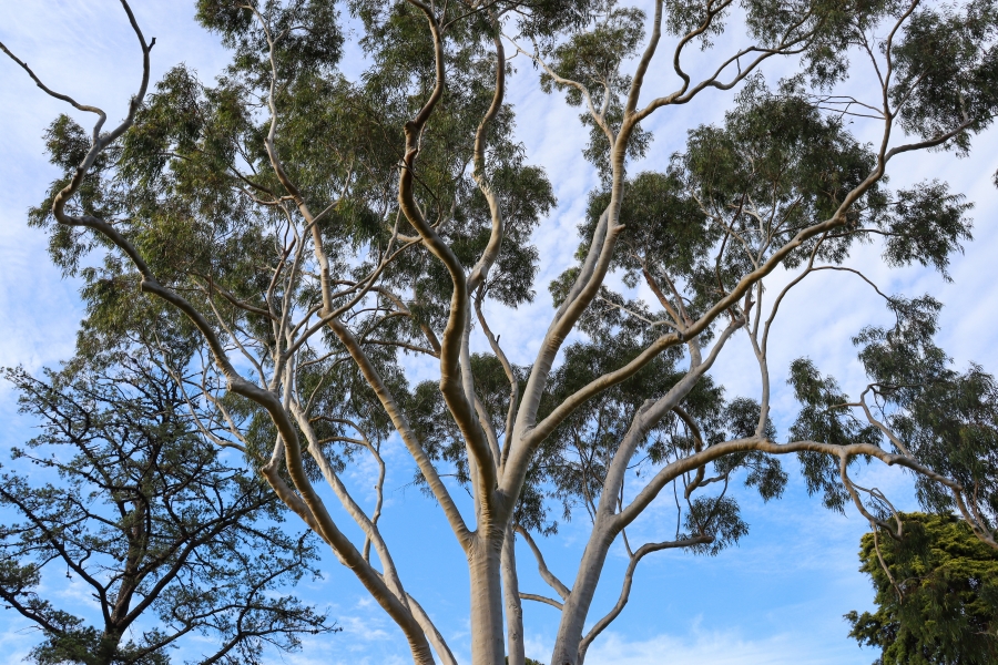 eucalyptus tree