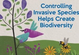 Controlling invasive species helps create biodiversity