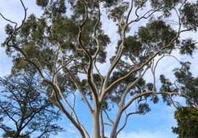 eucalyptus tree